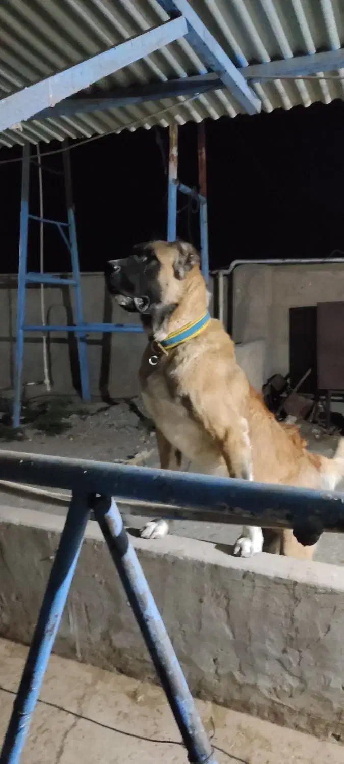 واگذاری سگ دهن پاک|سگ|سبزوار, پاسداران|دیوار