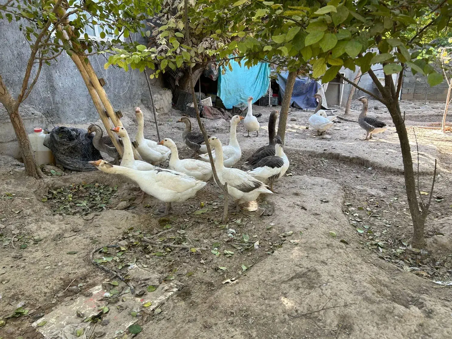 قو غاز|حیوانات مزرعه|مشهد, تبادکان|دیوار