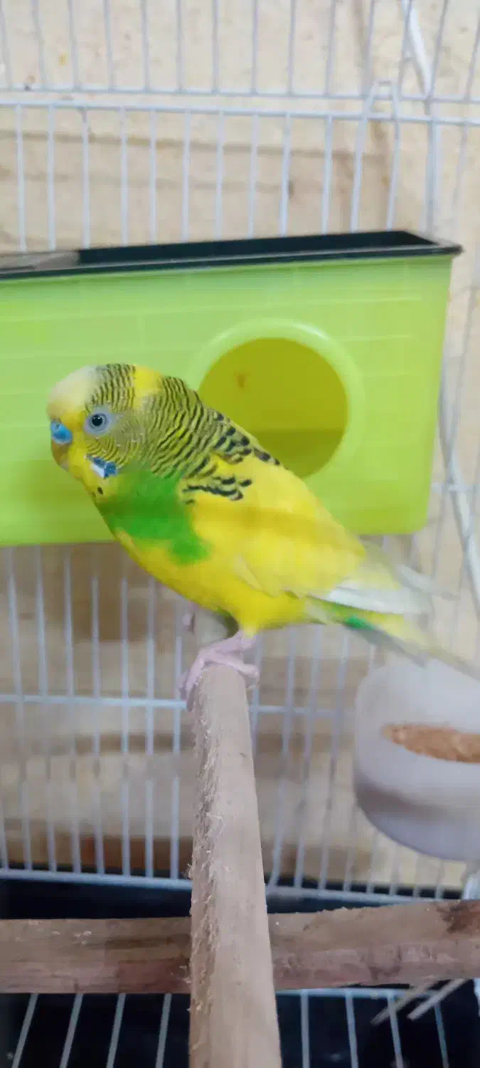 مرغ عشق|پرنده|اردبیل, |دیوار