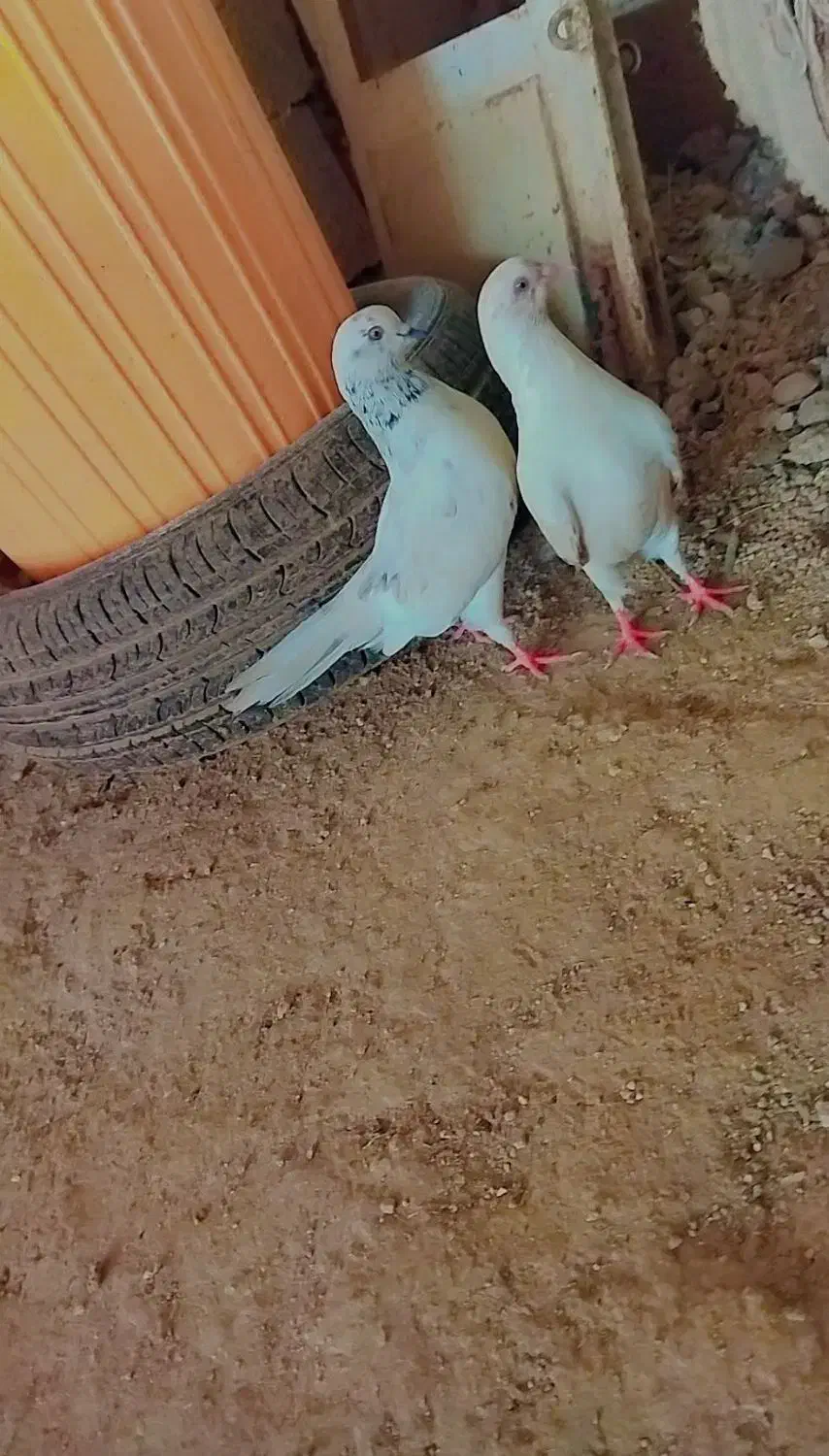 کبوتر پرشی|پرنده|لردگان, |دیوار