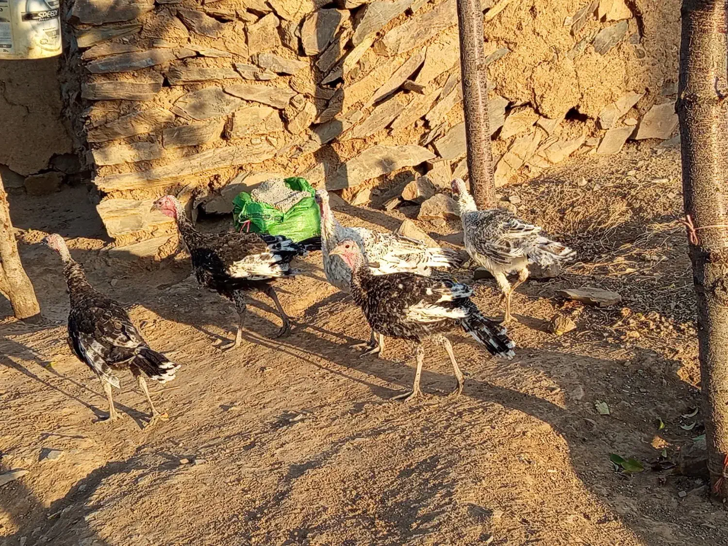 بوقلمون ماده محلی و جوجه۵ماهه|حیوانات مزرعه|سارال, |دیوار