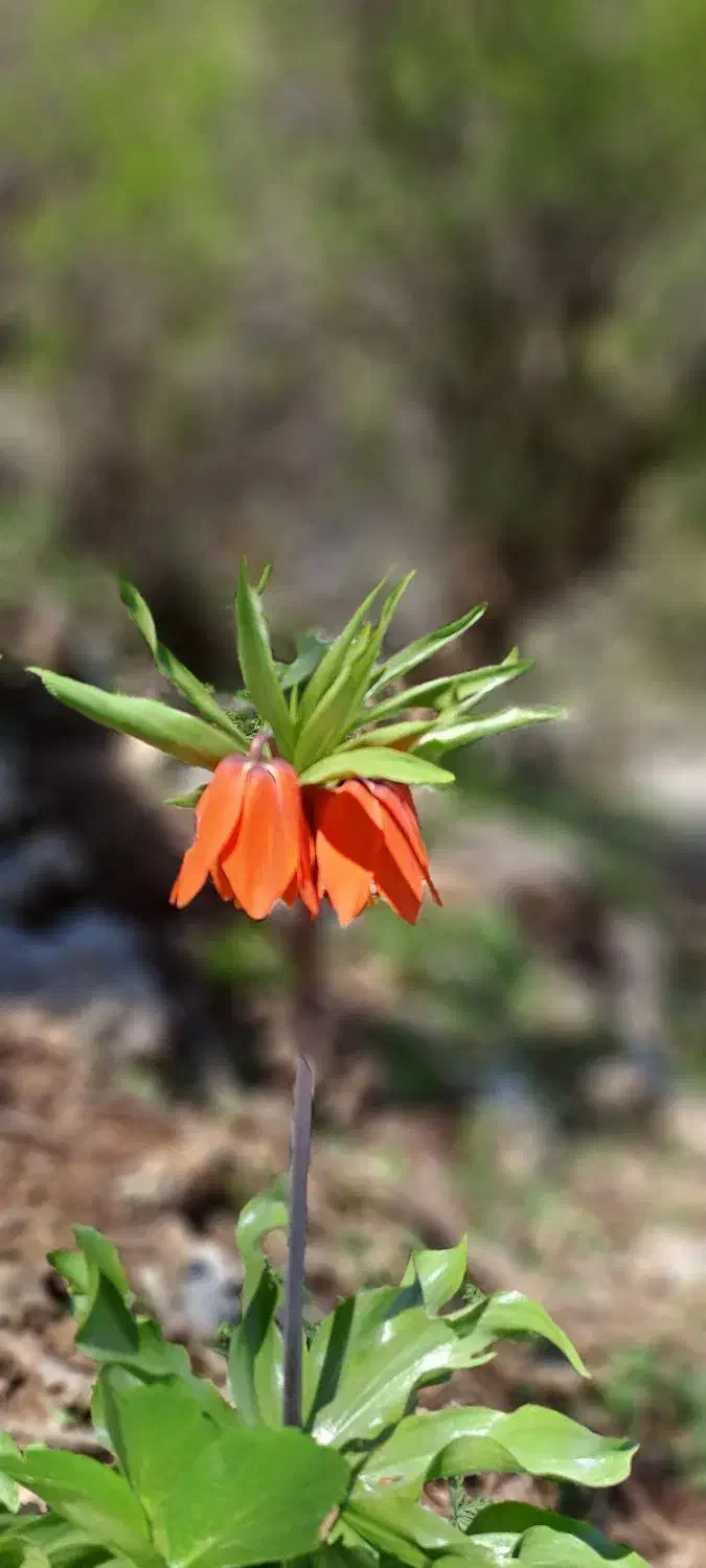 گندم|گل و گیاه طبیعی|کارزان, |دیوار