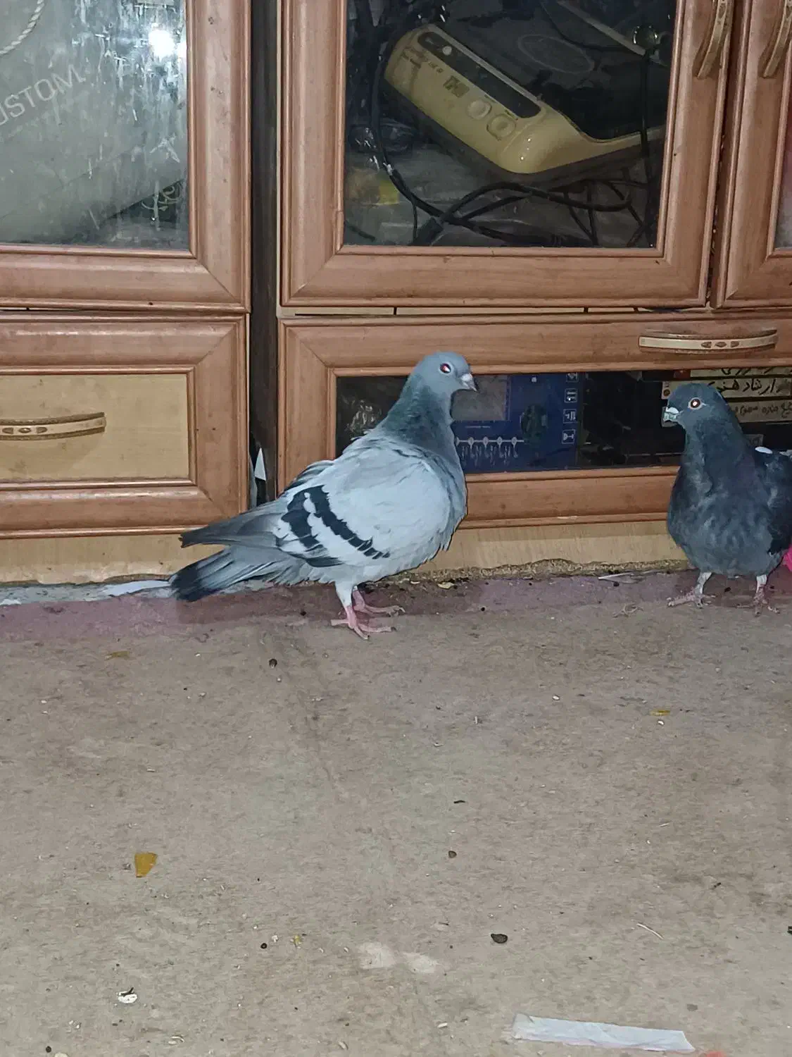 کبوتر پرنده دوعدد ماده|پرنده|شادگان, |دیوار