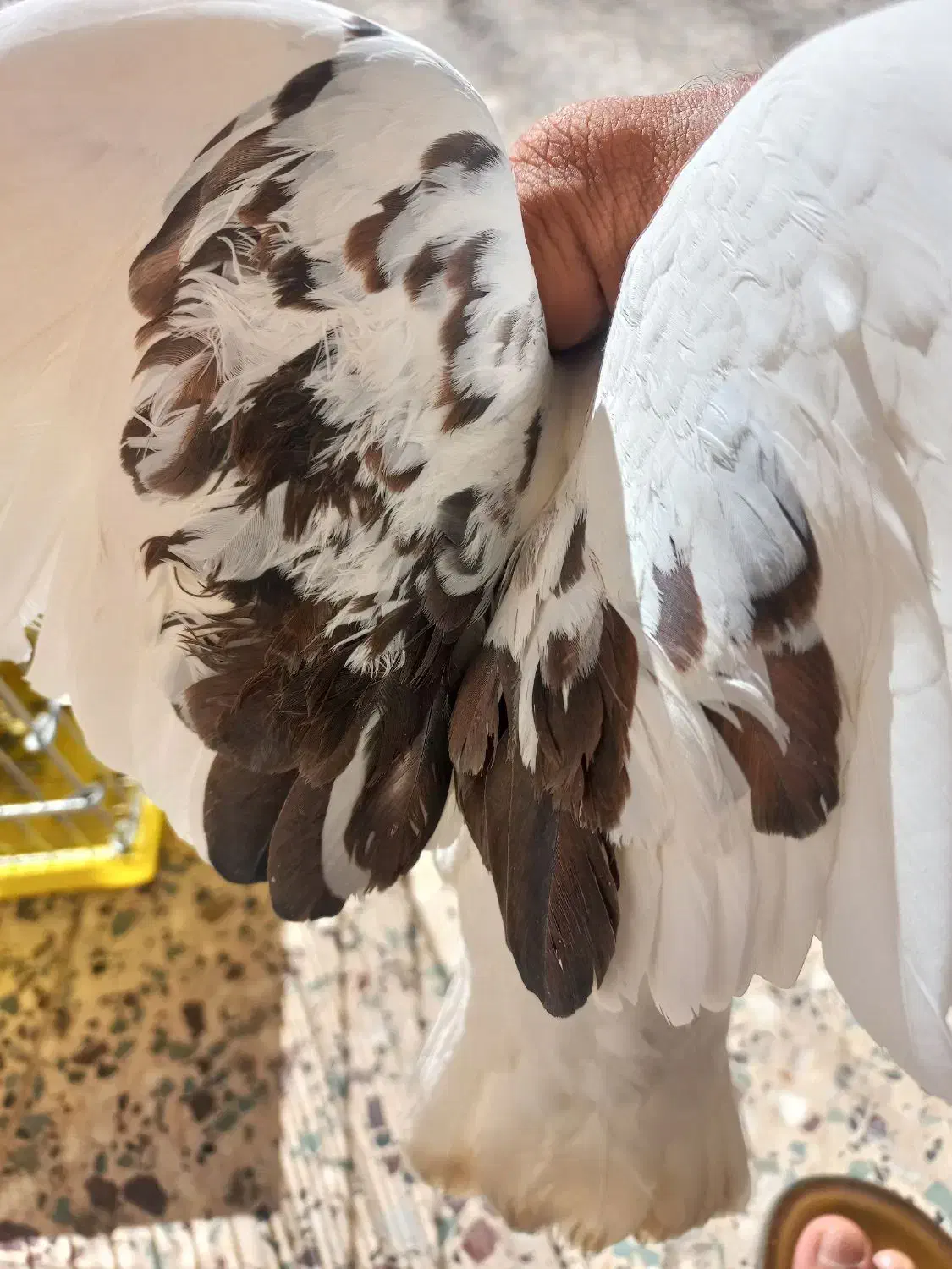 کبوتر|پرنده|بافت, |دیوار