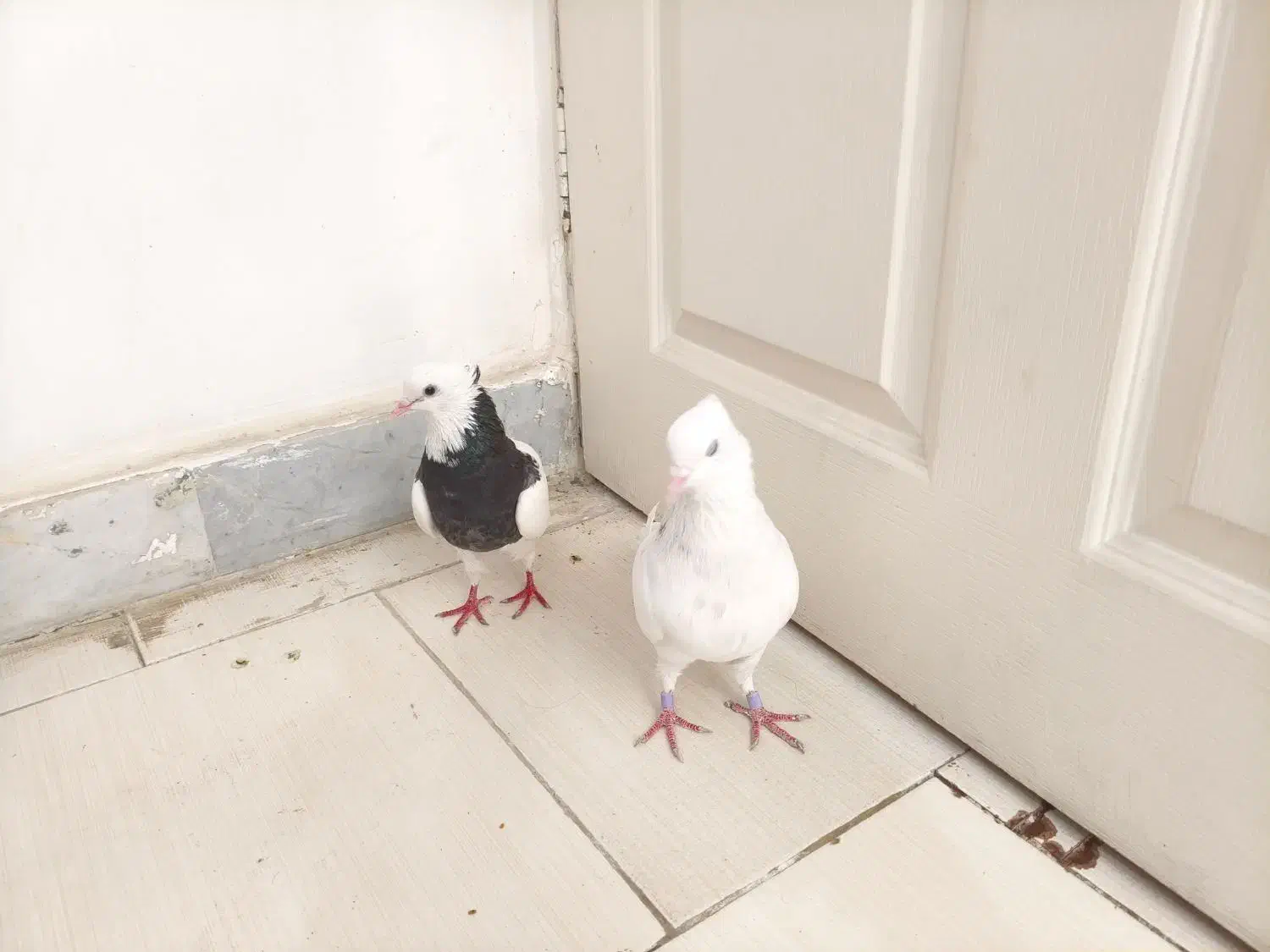 کبوتر طوقی|پرنده|بندرعباس, |دیوار