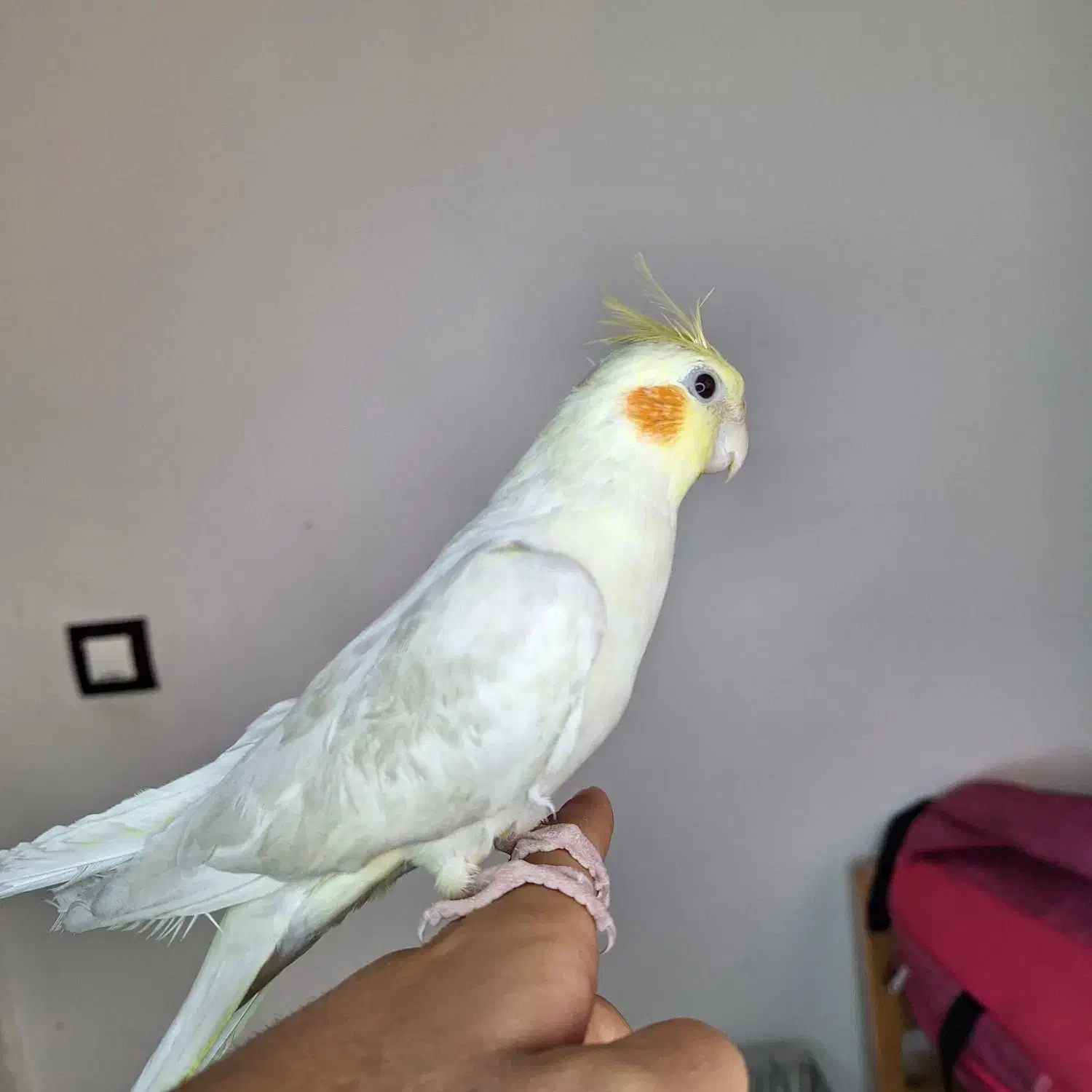 عروس هلندی 8 ماه|پرنده|فردیس, شهرک ناز|دیوار