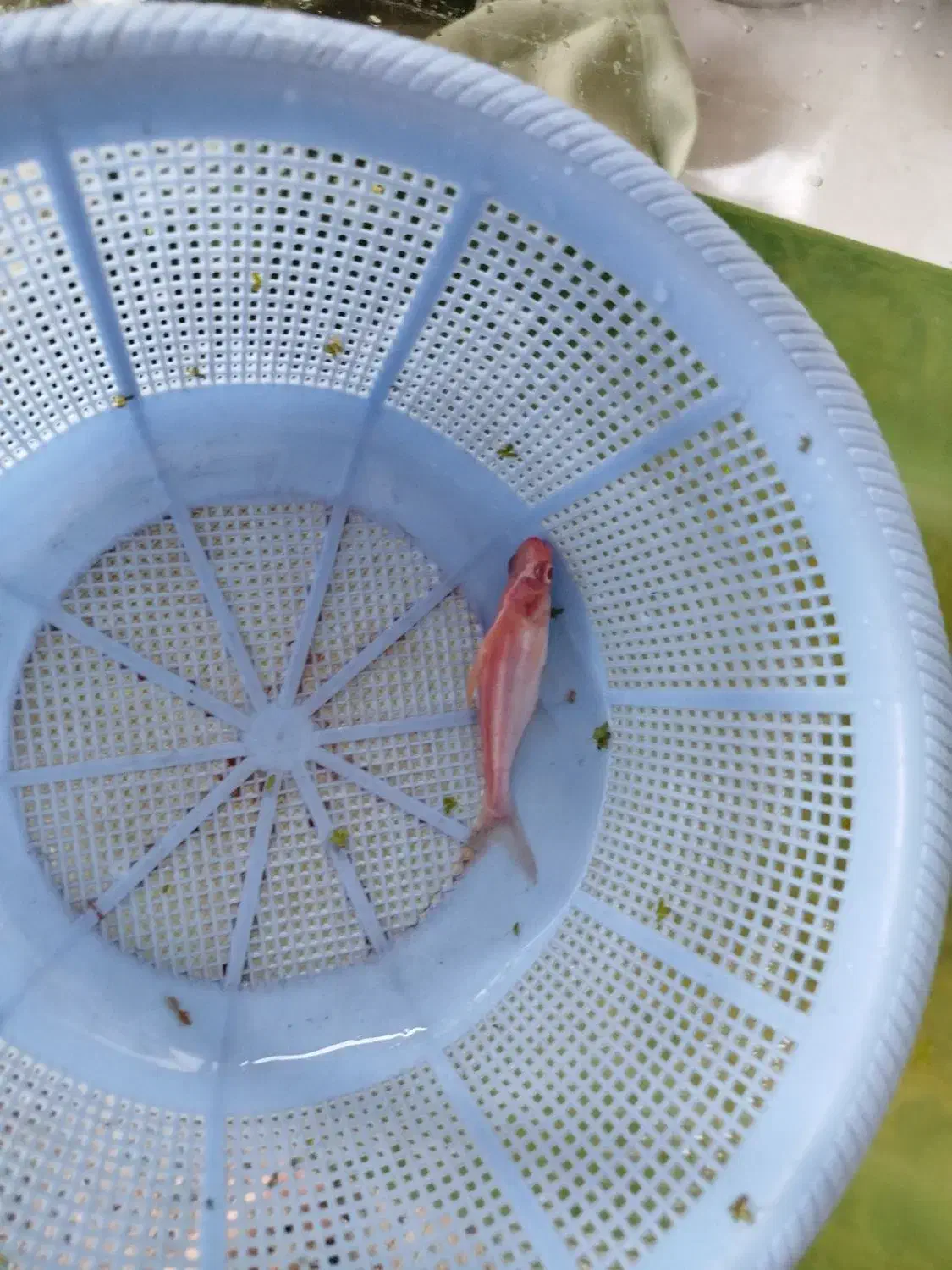 پنگوسی البینو|ماهی|بندر انزلی, پیل علی باغ|دیوار