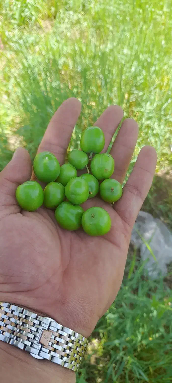 گلخانه  باغ  چاه کشاورزی|فروش دفتر صنعتی، کشاورزی، تجاری|خرم‌آباد, |دیوار