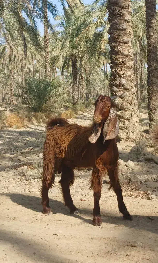 کهره نر|حیوانات مزرعه|آبپخش, |دیوار