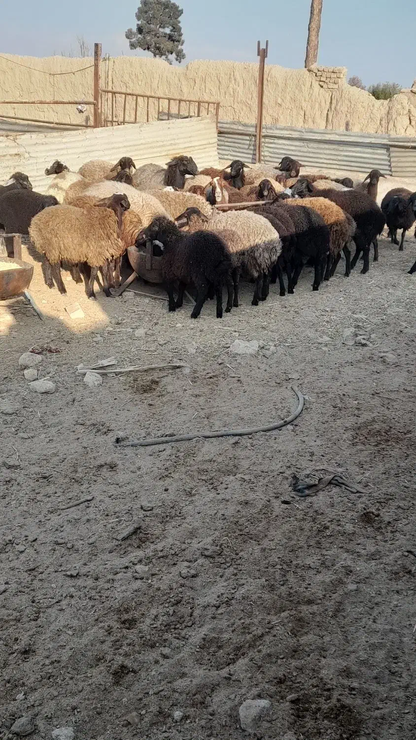 بره|حیوانات مزرعه|پیشوا, |دیوار