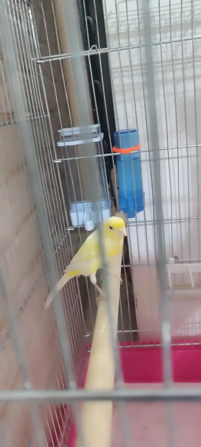 قناری ماده|پرنده|اصفهان, شهرک امام خمینی|دیوار