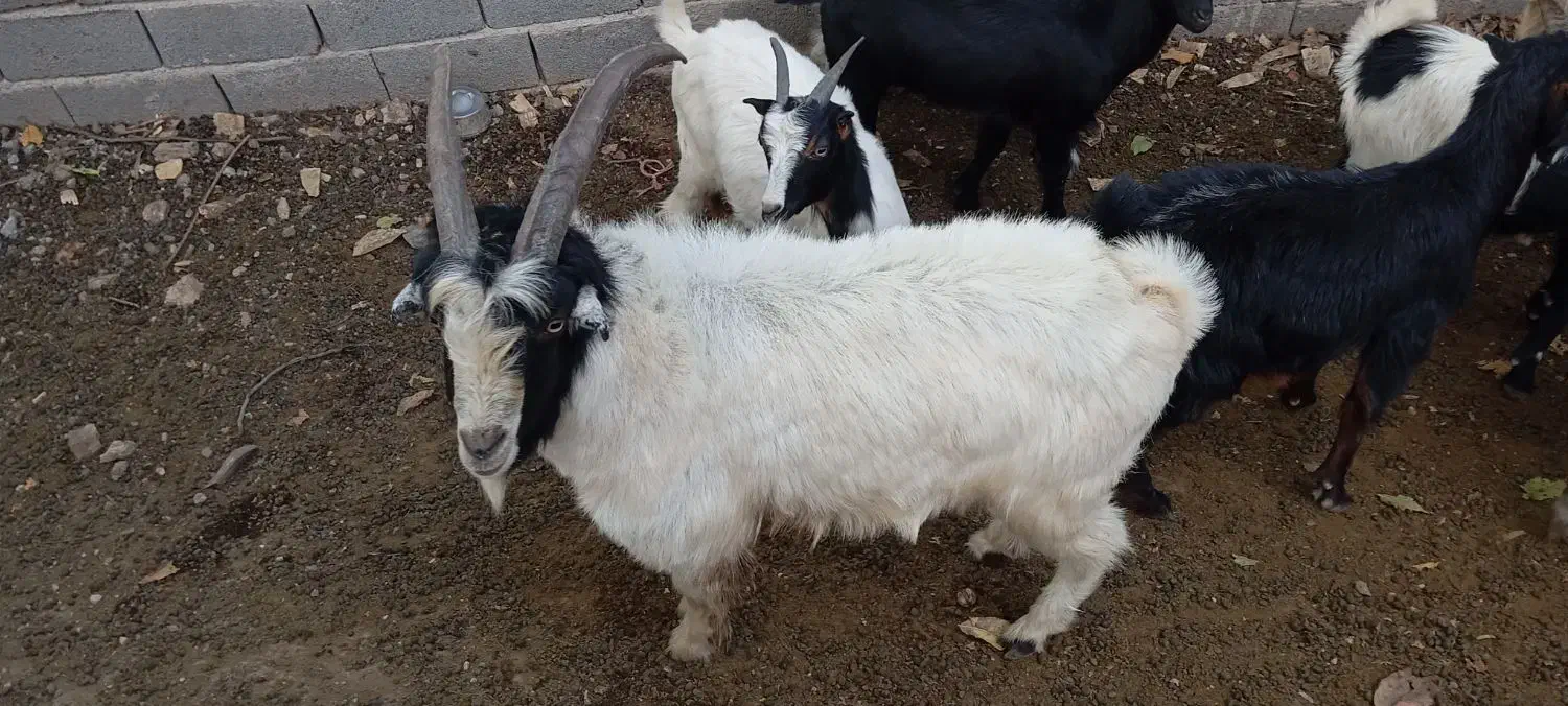 نر بز|حیوانات مزرعه|علی‌آباد کتول, |دیوار