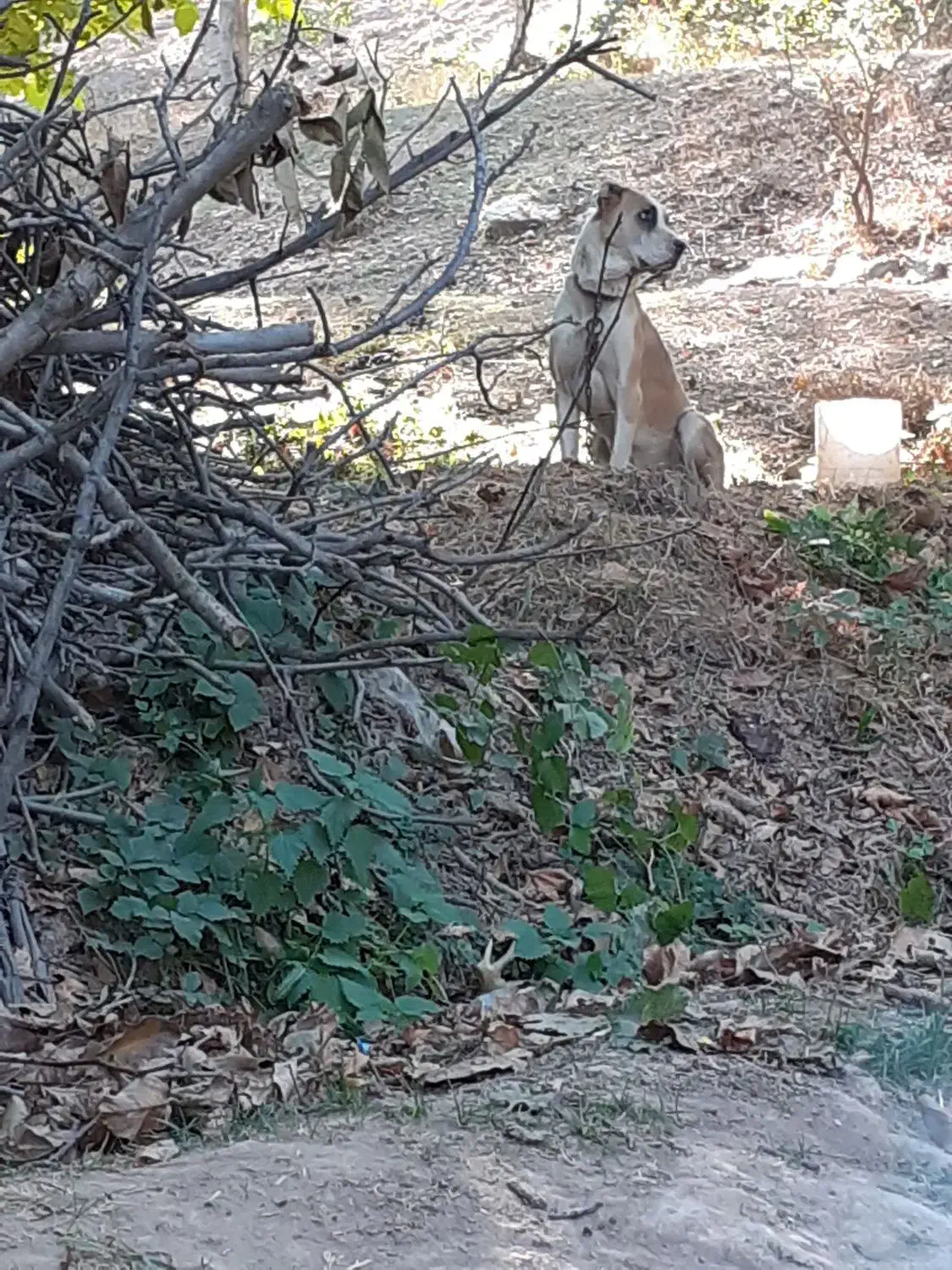 سگ گوسفندی|سگ|شیروان (خراسان), |دیوار
