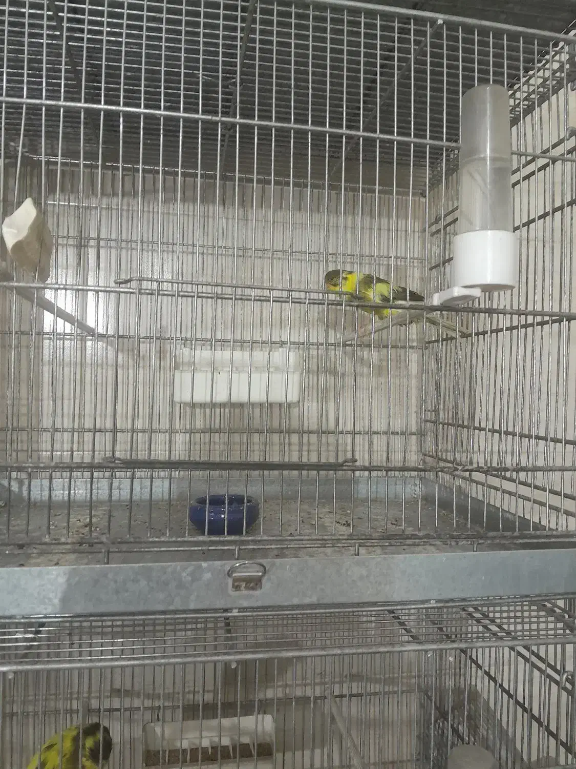 قناری رسمی بلند|پرنده|پاکدشت, پاکدشت (مامازند)|دیوار