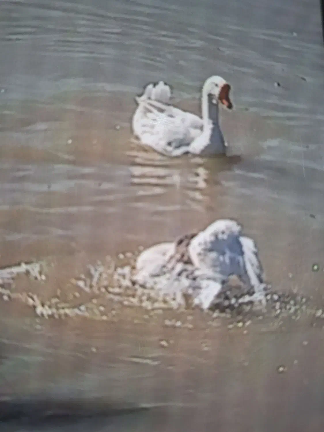 تخم اردک وقوغاز ایرانی و خارجی|حیوانات مزرعه|علی‌آباد کتول, |دیوار