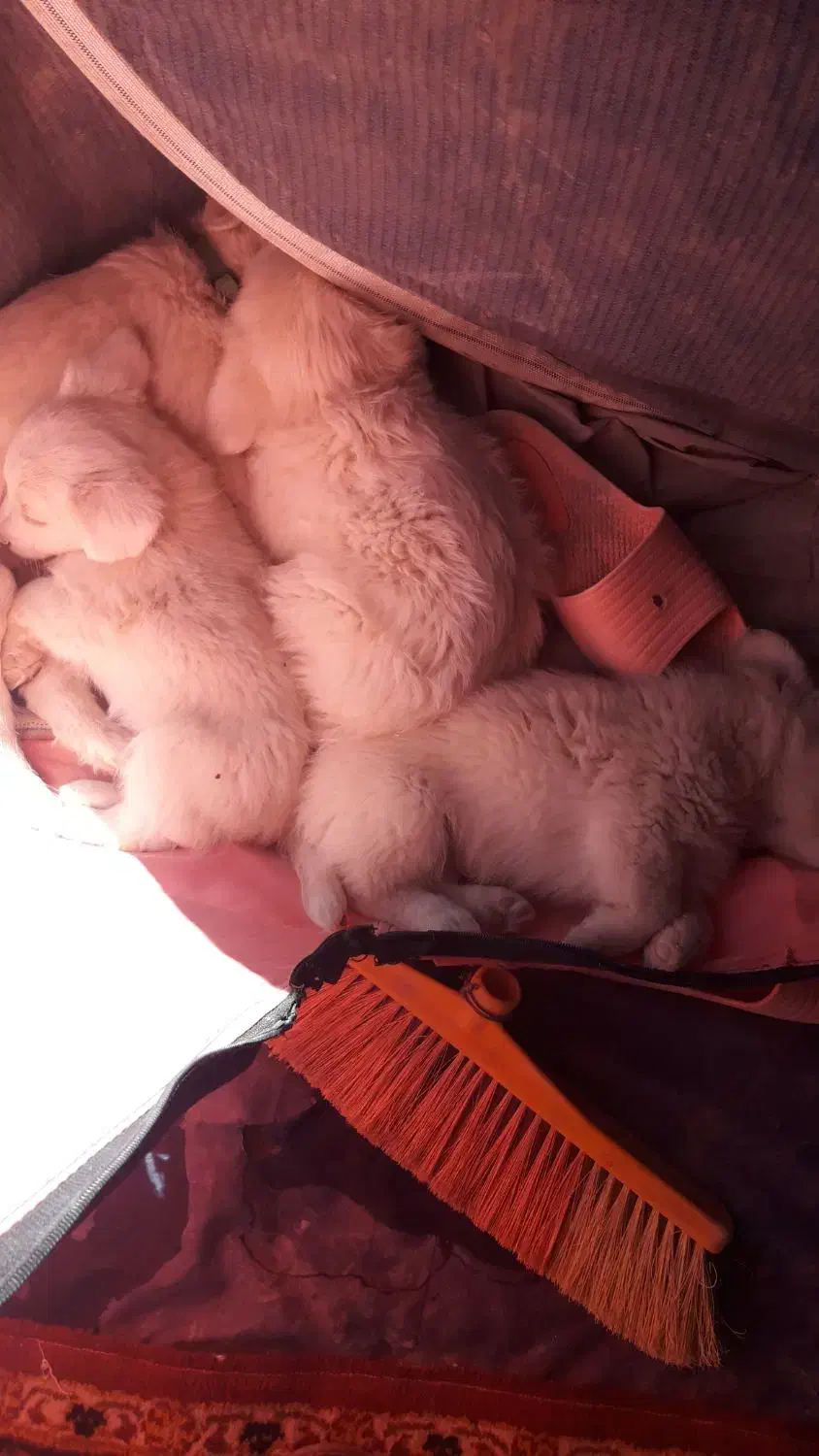 فروش 4 عدد توله|سگ|گلبهار, شهر جدید گلبهار|دیوار