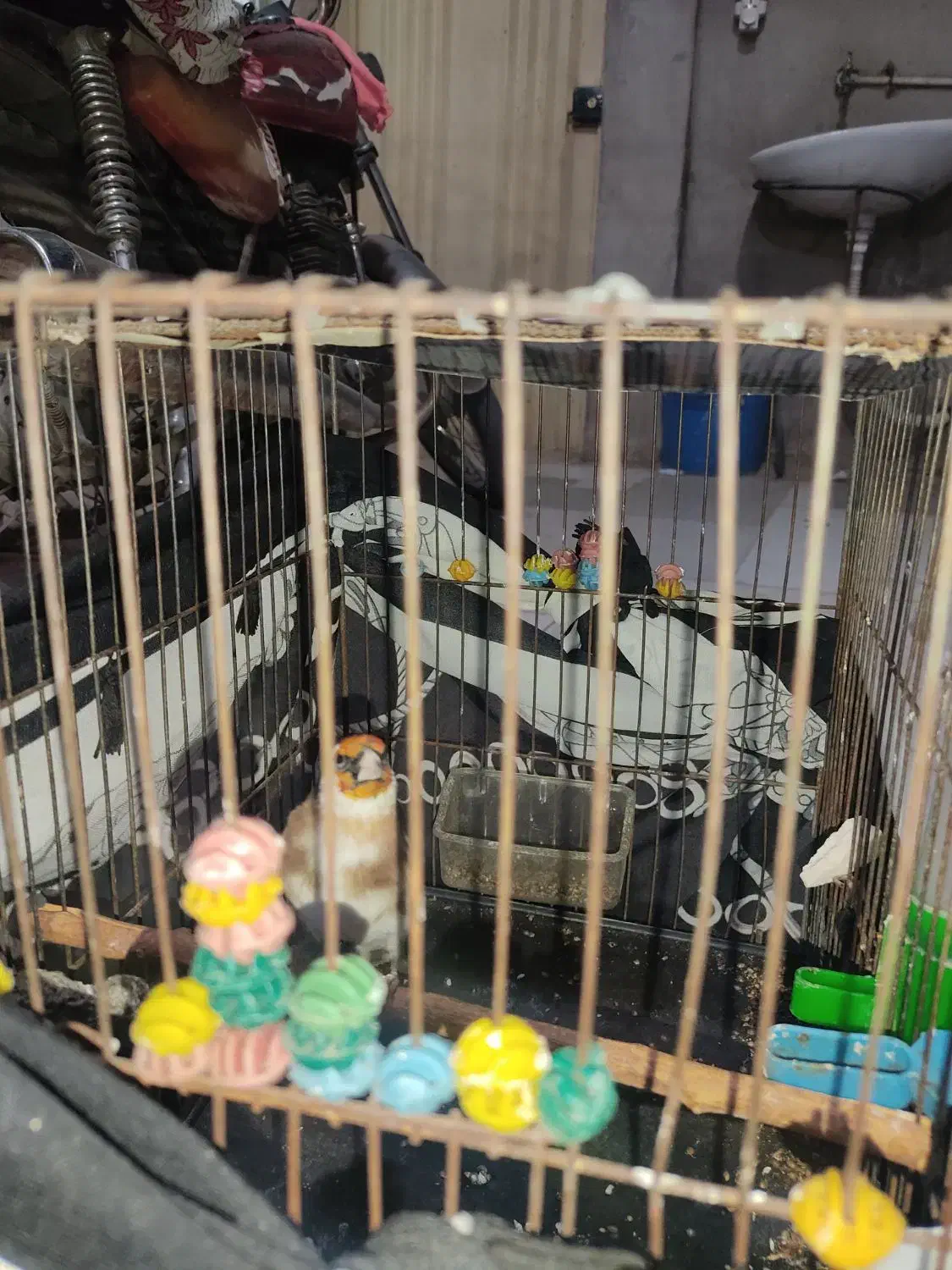 قناری نر وسقا|پرنده|کرمان, |دیوار