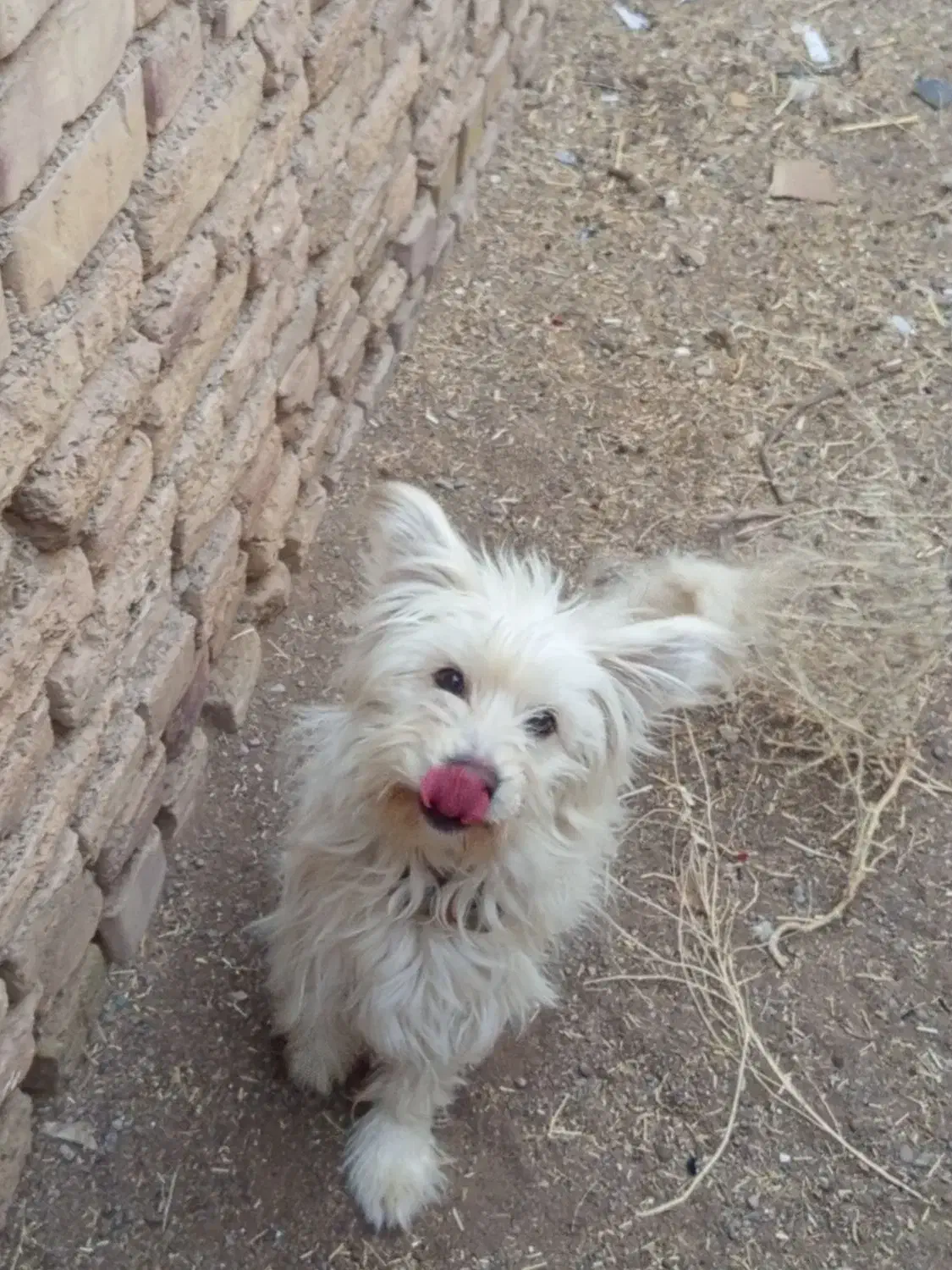 پاپی ماده خشگل معاوضه با عروس هلندی|سگ|تربت جام, شاهد|دیوار