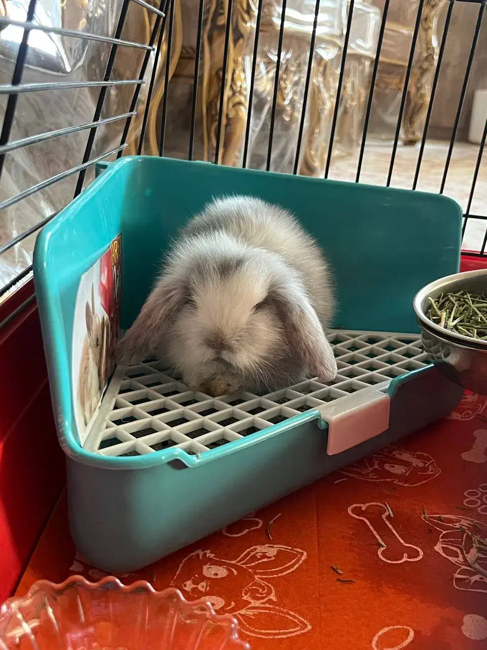 خرگوش لوپ یک ماهه بازیگوش|موش و خرگوش|اصفهان, سپاهان‌شهر|دیوار