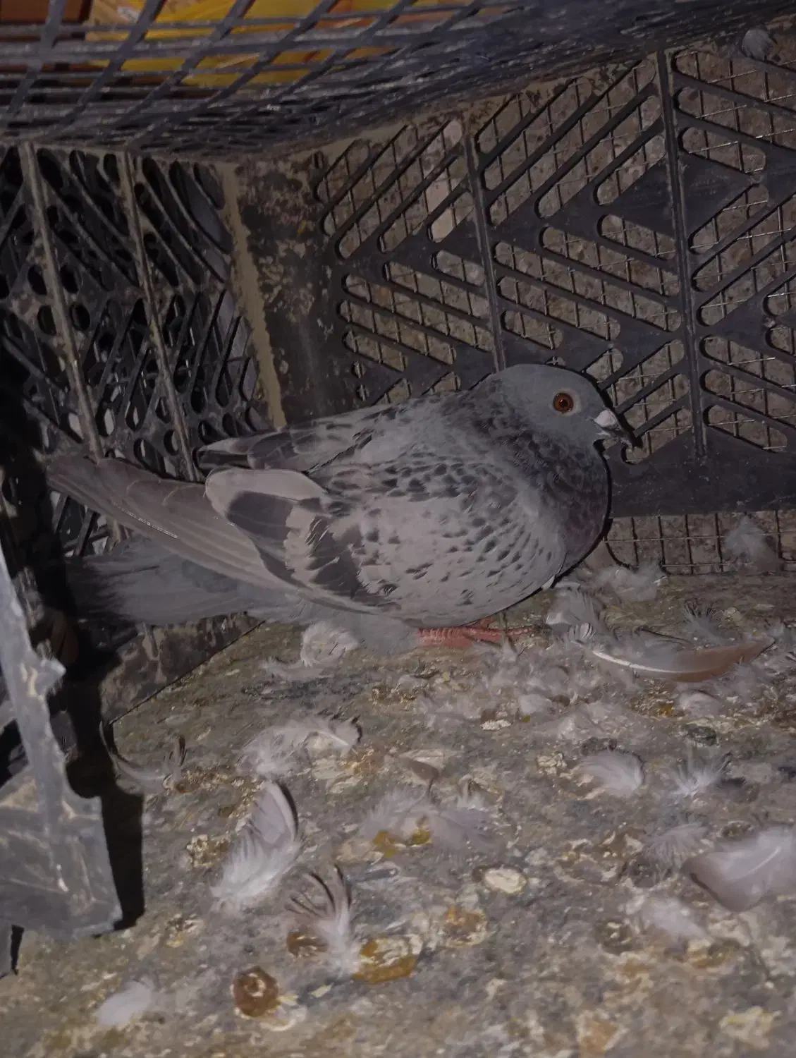 کفتر پلاکی|پرنده|بندرعباس, |دیوار