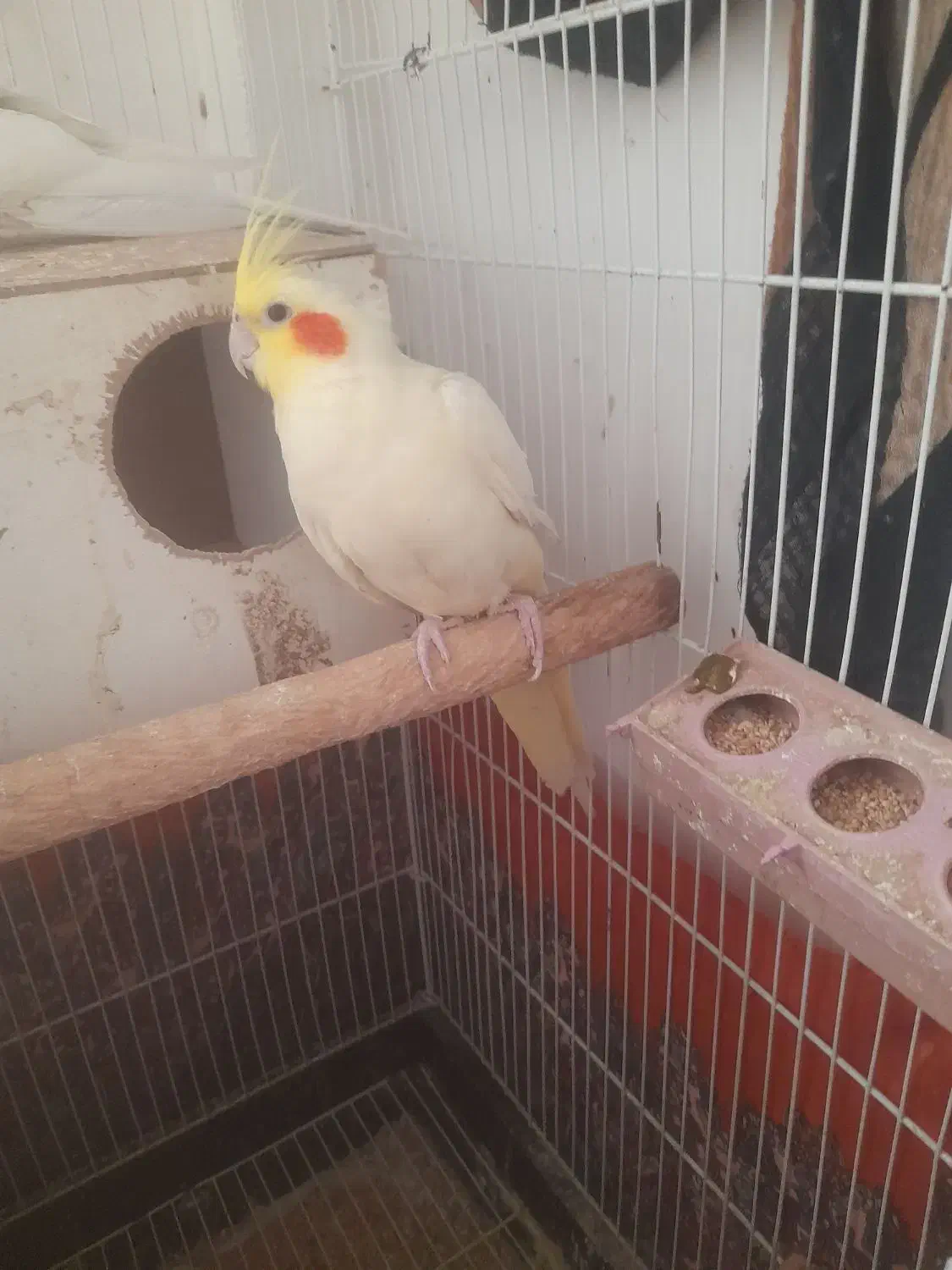 عروس هلندی|پرنده|تربت جام, والفجر|دیوار