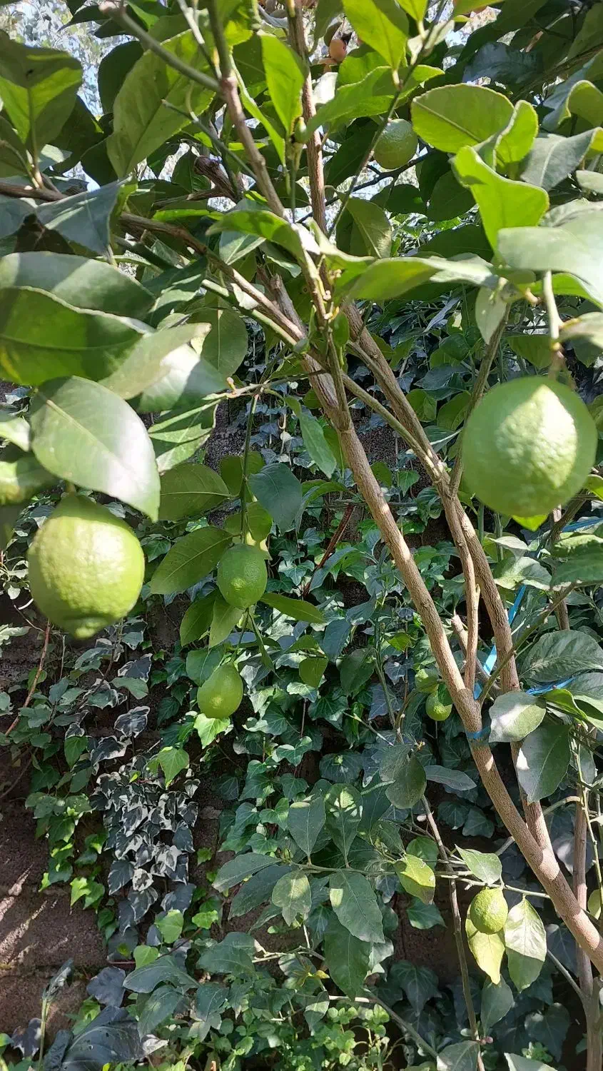 نهال لیمو ترش سنگی|گل و گیاه طبیعی|رشت, گلسار|دیوار