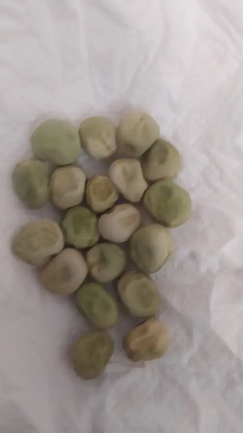 بذرنخود فرنگی|خدمات باغبانی و درختکاری|گنبد کاووس, |دیوار