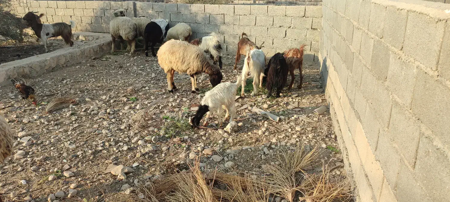 بز دو رگ  جم|حیوانات مزرعه|جم, |دیوار