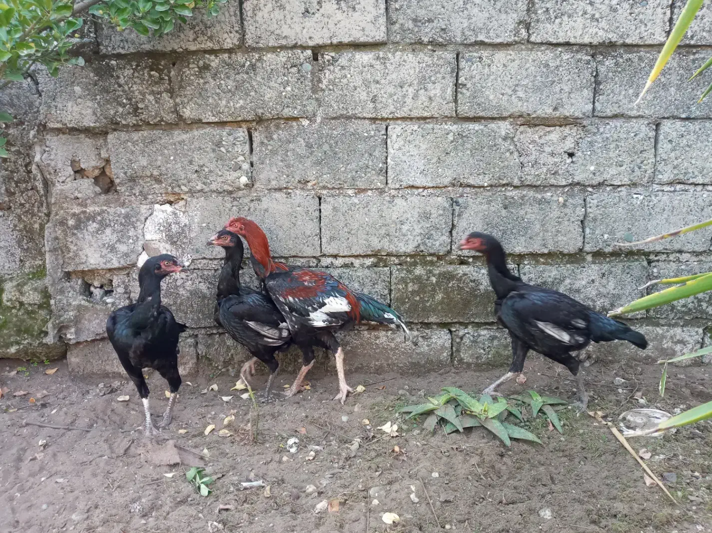 مرغ لاری|حیوانات مزرعه|رودسر, |دیوار