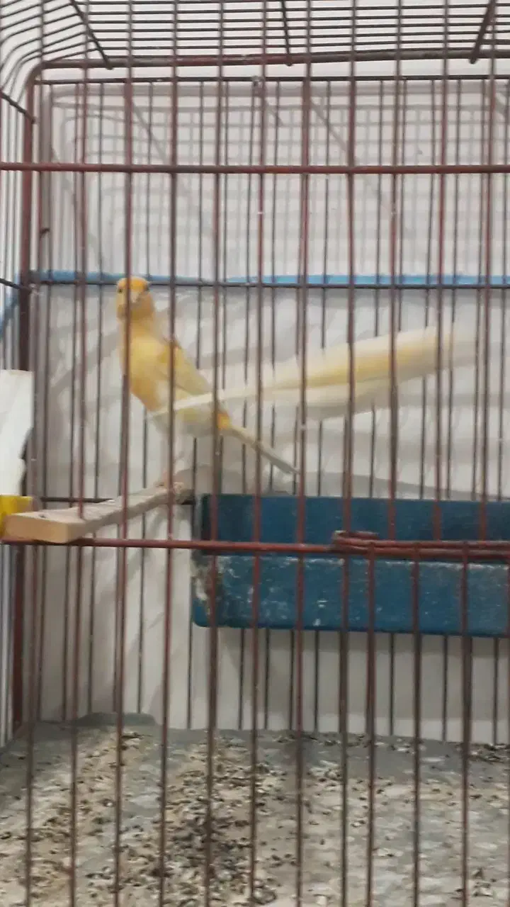 قناری نر ماده آماده|پرنده|پارسآباد, |دیوار