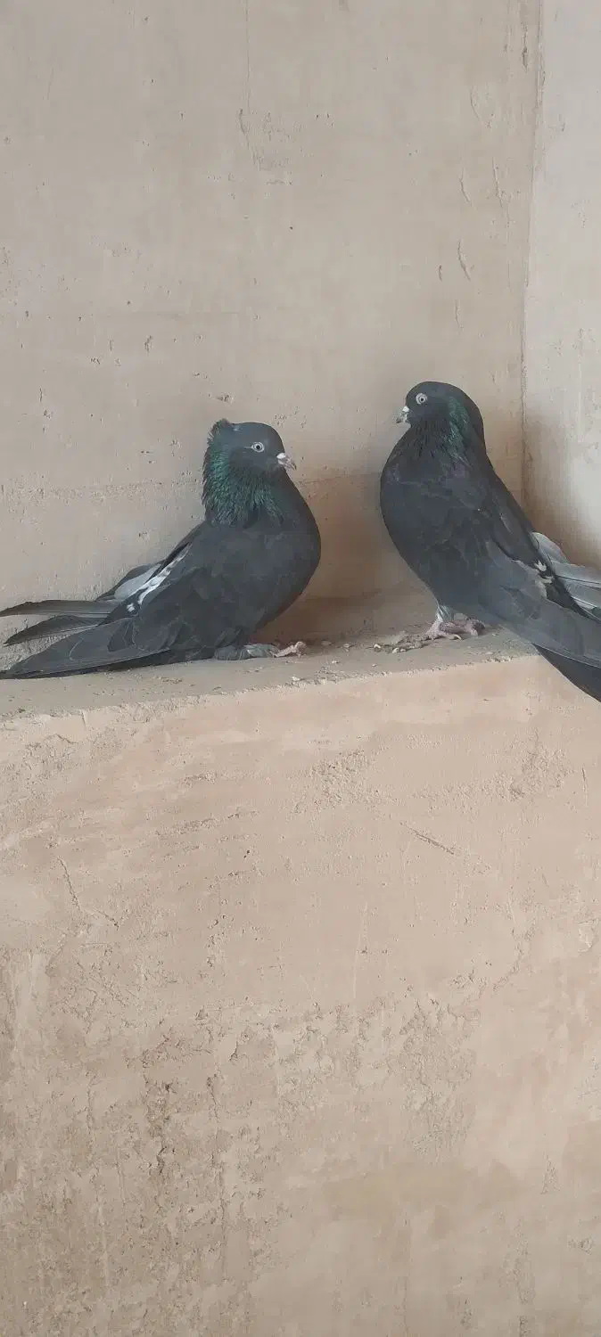 کبوتر پر|پرنده|فرخ‌شهر, |دیوار