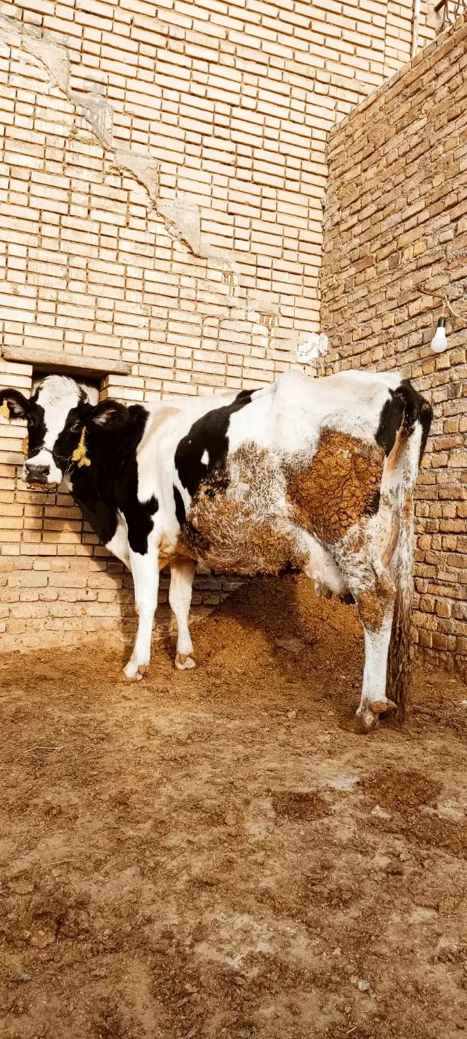 گاو با گوساله ماده درجه یک کاه خور|حیوانات مزرعه|الیگودرز, |دیوار