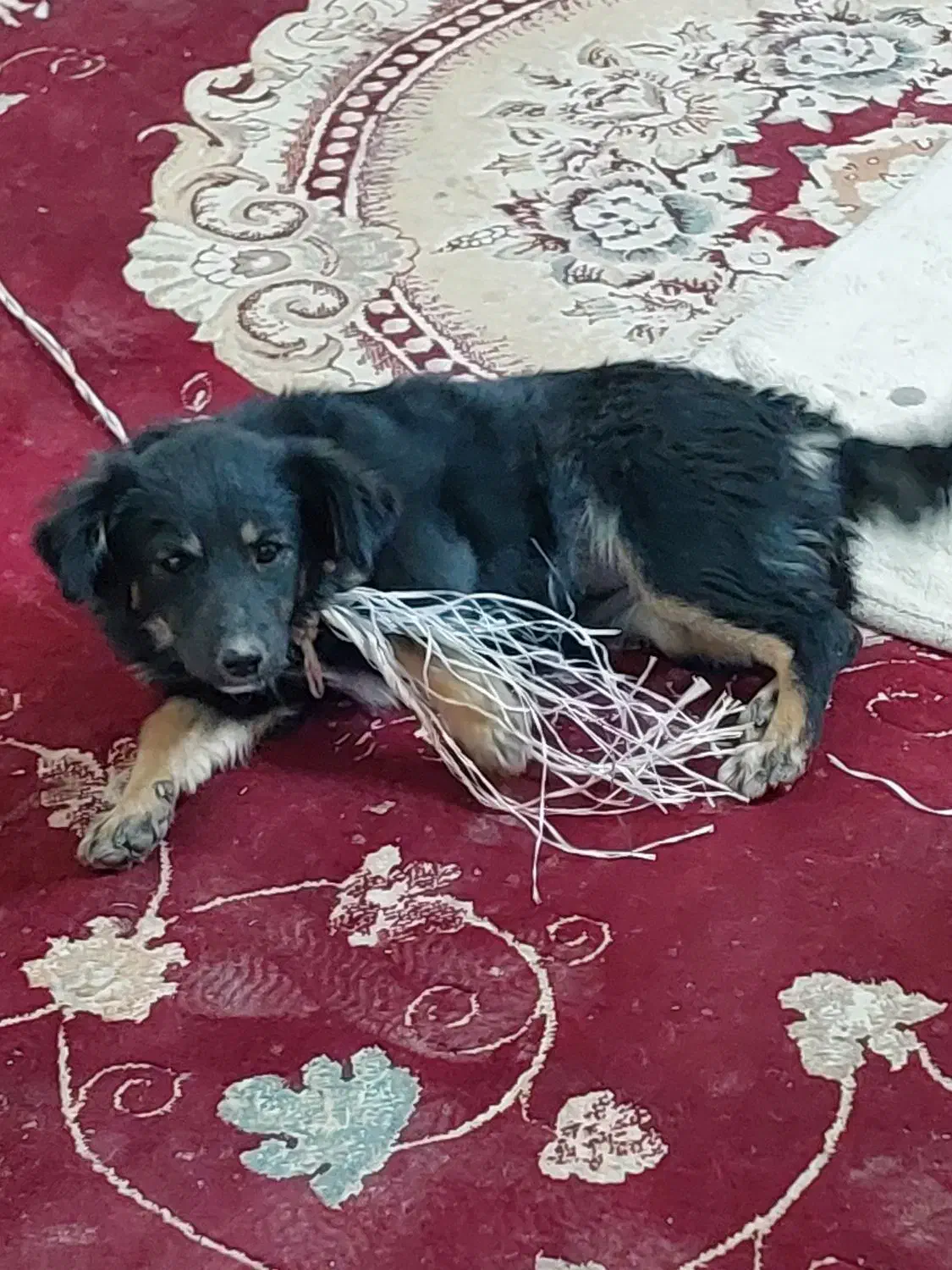 سگ پا کوتاه|سگ|مشهد, تبادکان|دیوار