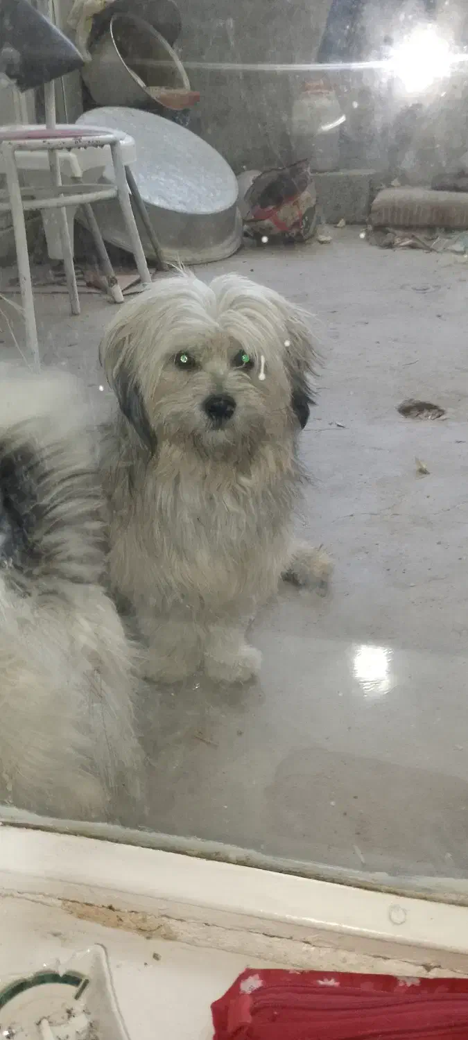 سگ پاکوتاه|سگ|تبریز, |دیوار