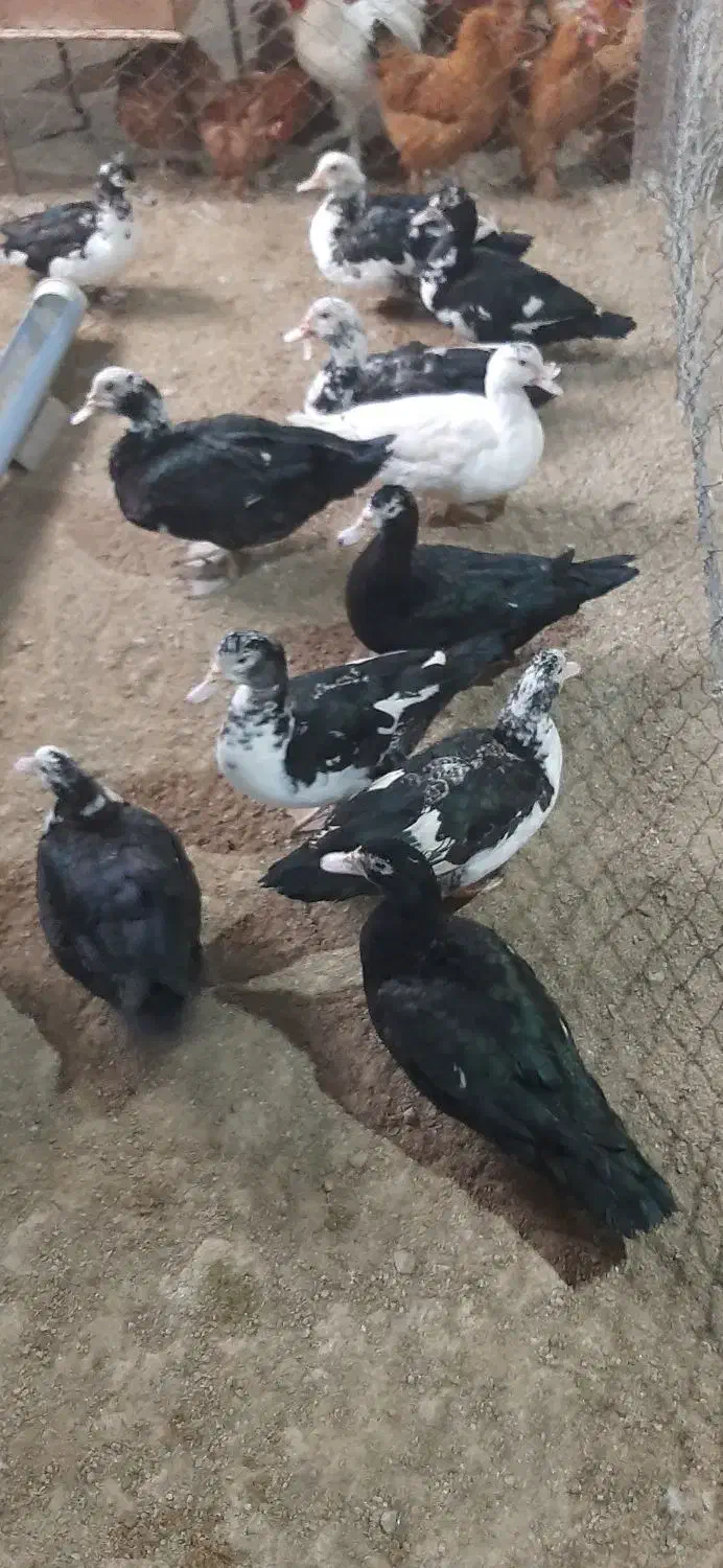 اردک اسرائیلی|حیوانات مزرعه|آبسرد, |دیوار