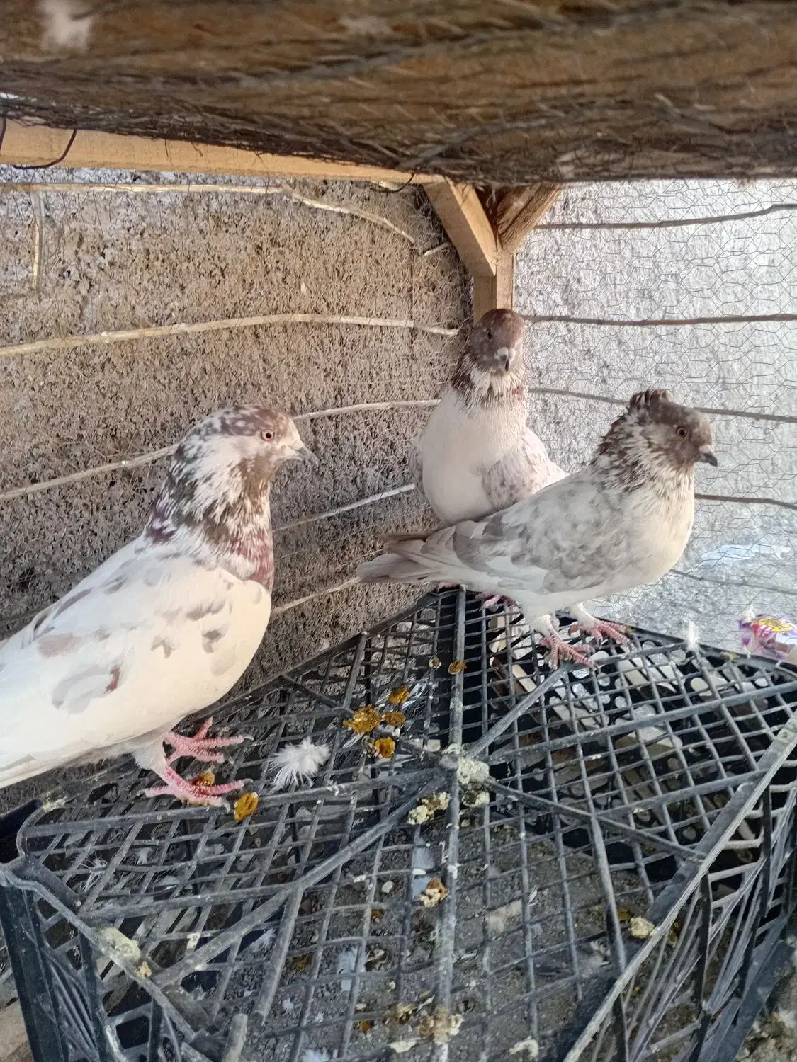 کبوتر پرشی|پرنده|لاران, |دیوار