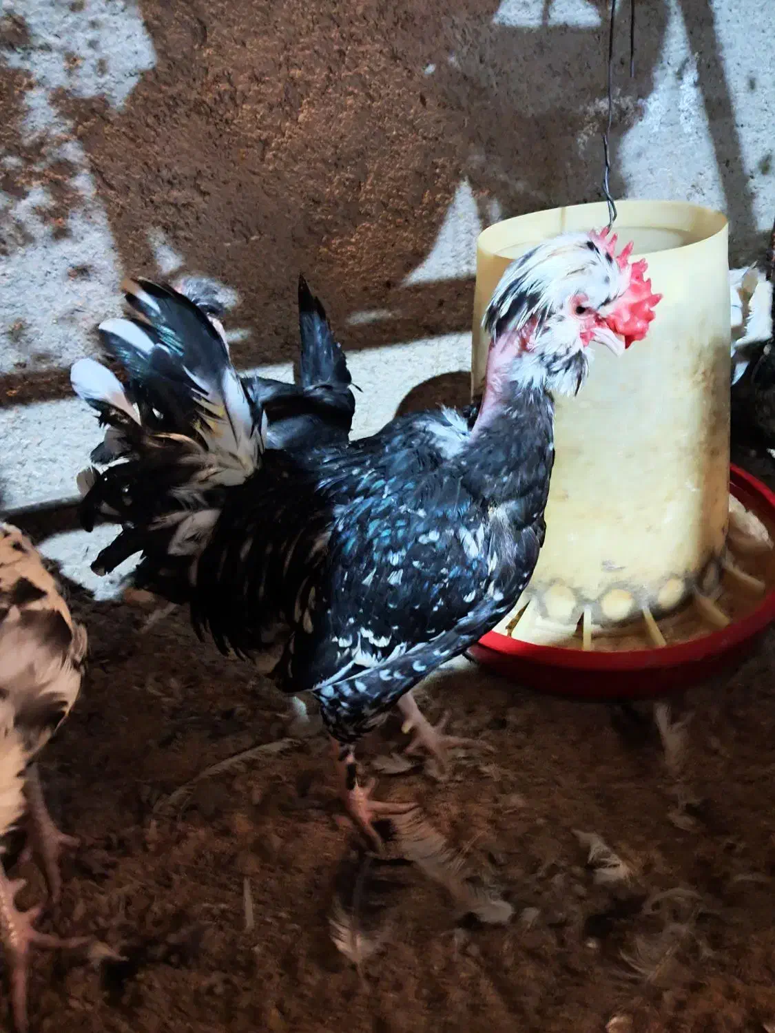 تولید و فروش عمده جوجه گلین گردن لختی کاکلی|حیوانات مزرعه|اردبیل, |دیوار