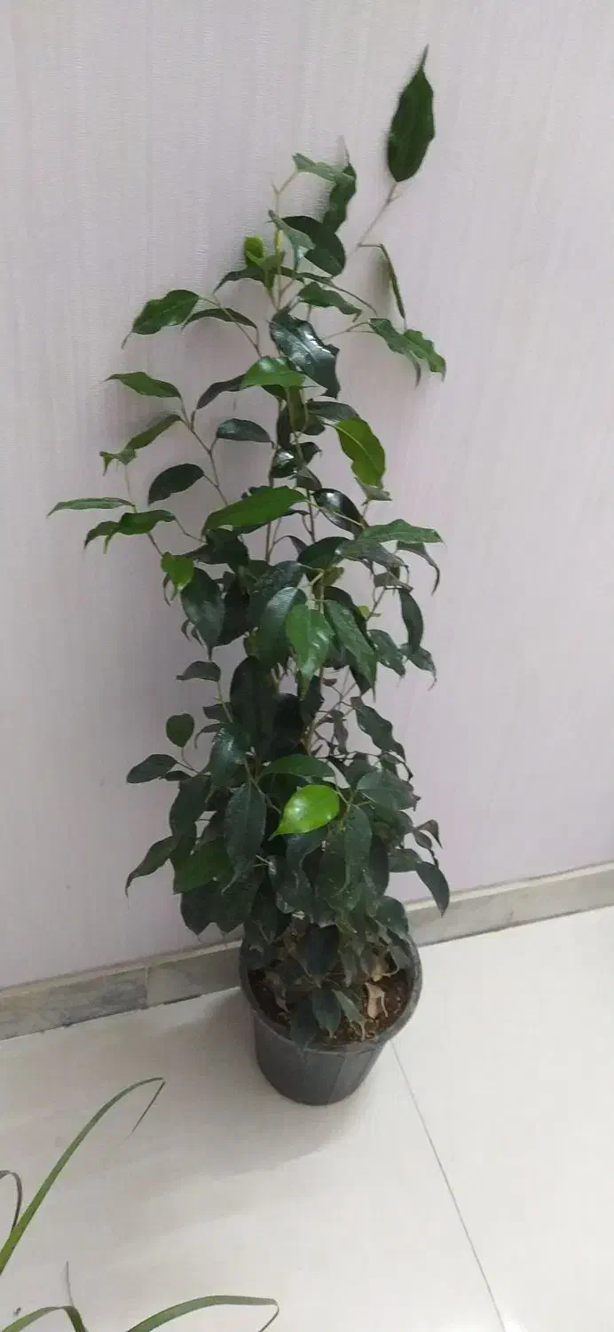 گل‌های اپارتمانی قیمت مناسب|گل و گیاه طبیعی|اصفهان, سرچشمه|دیوار