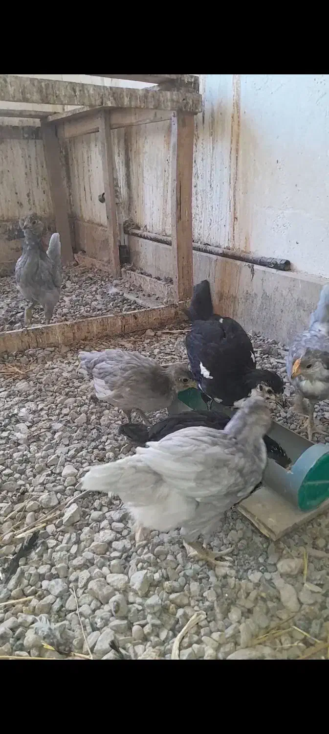 جوجه و مرغ و خروس گلین اصل|حیوانات مزرعه|مشهد, کوشش|دیوار