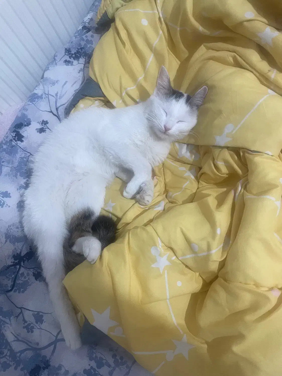 واگذاری دی اس اچ ماده|گربه|صدرا-فارس, فاز ۱|دیوار