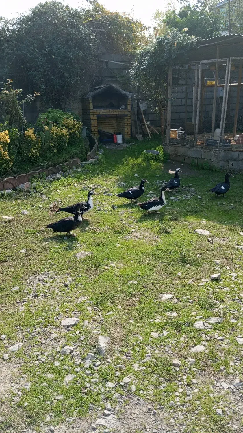 فروش اردک روسی|حیوانات مزرعه|چمستان, |دیوار