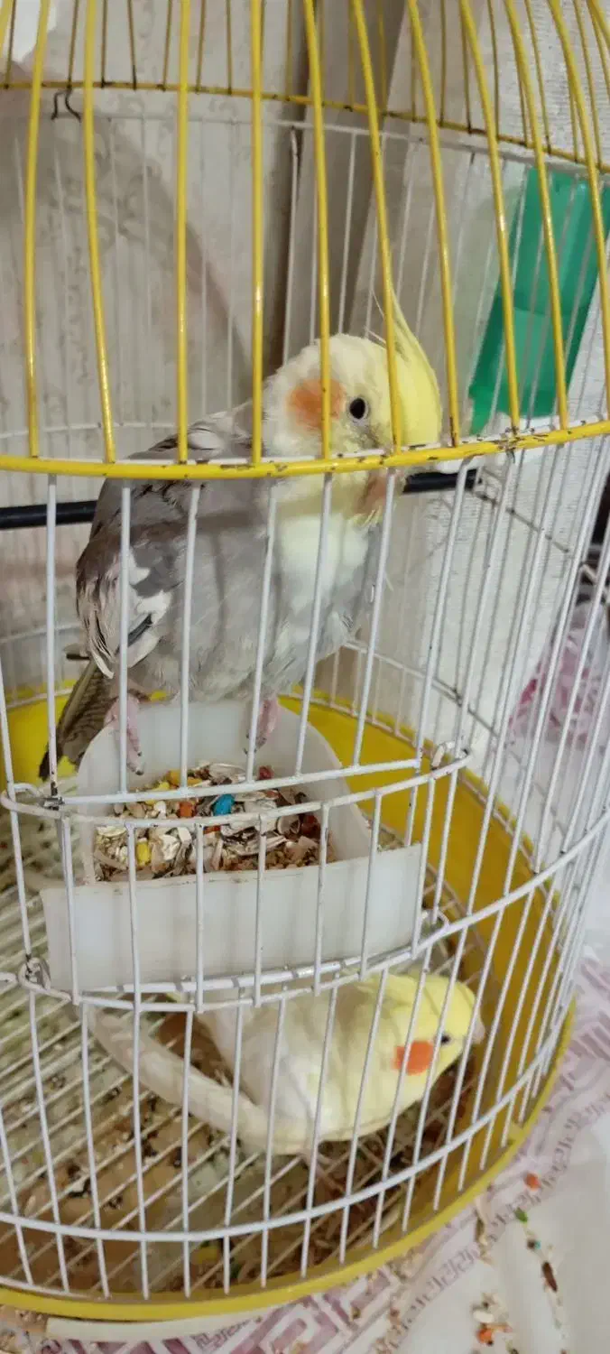 یک جفت عروس هلندی نر و ماده|پرنده|فردیس, شهرک ناز|دیوار