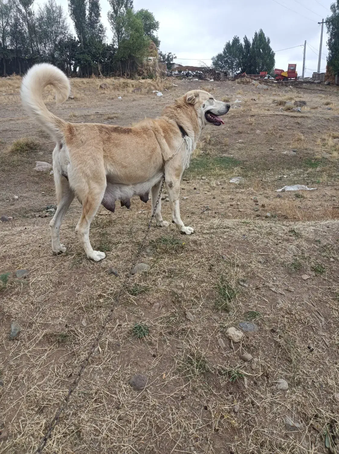 گمشده|سگ|اردبیل, |دیوار