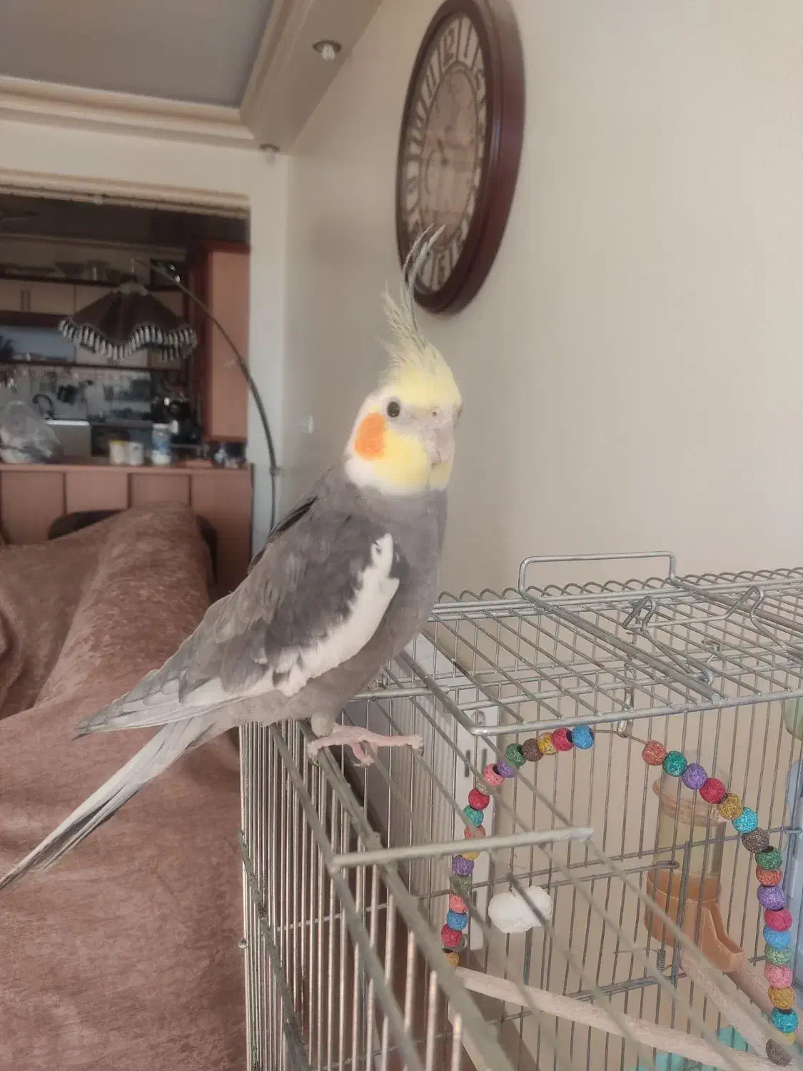 جفت عروس هلندی نر و ماده|پرنده|شاهین‌شهر, فردوسی|دیوار