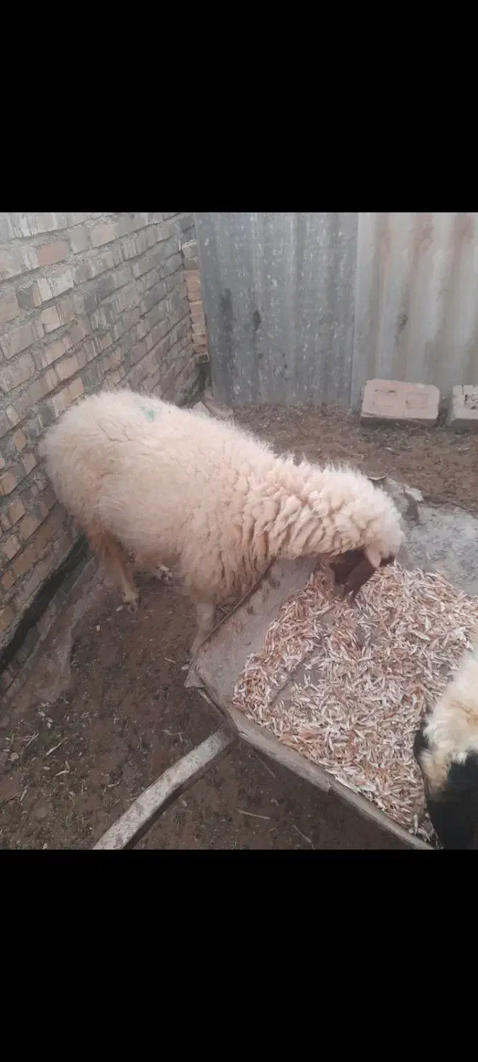 یک عدد گوسفند|حیوانات مزرعه|سوسنگرد, |دیوار