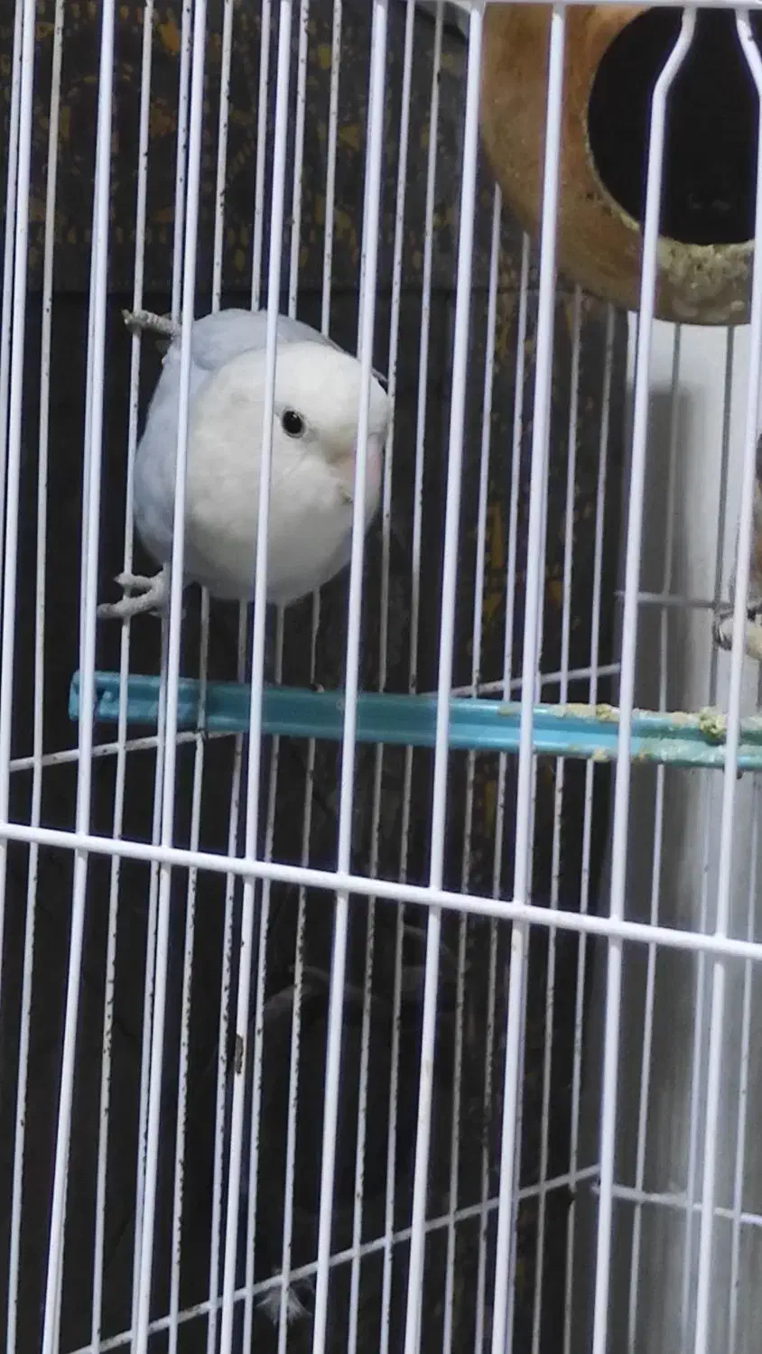 طوطی کوتوله  برزیلی ماده  آبی طوسی با قفس|پرنده|رشت, کوی مهر|دیوار