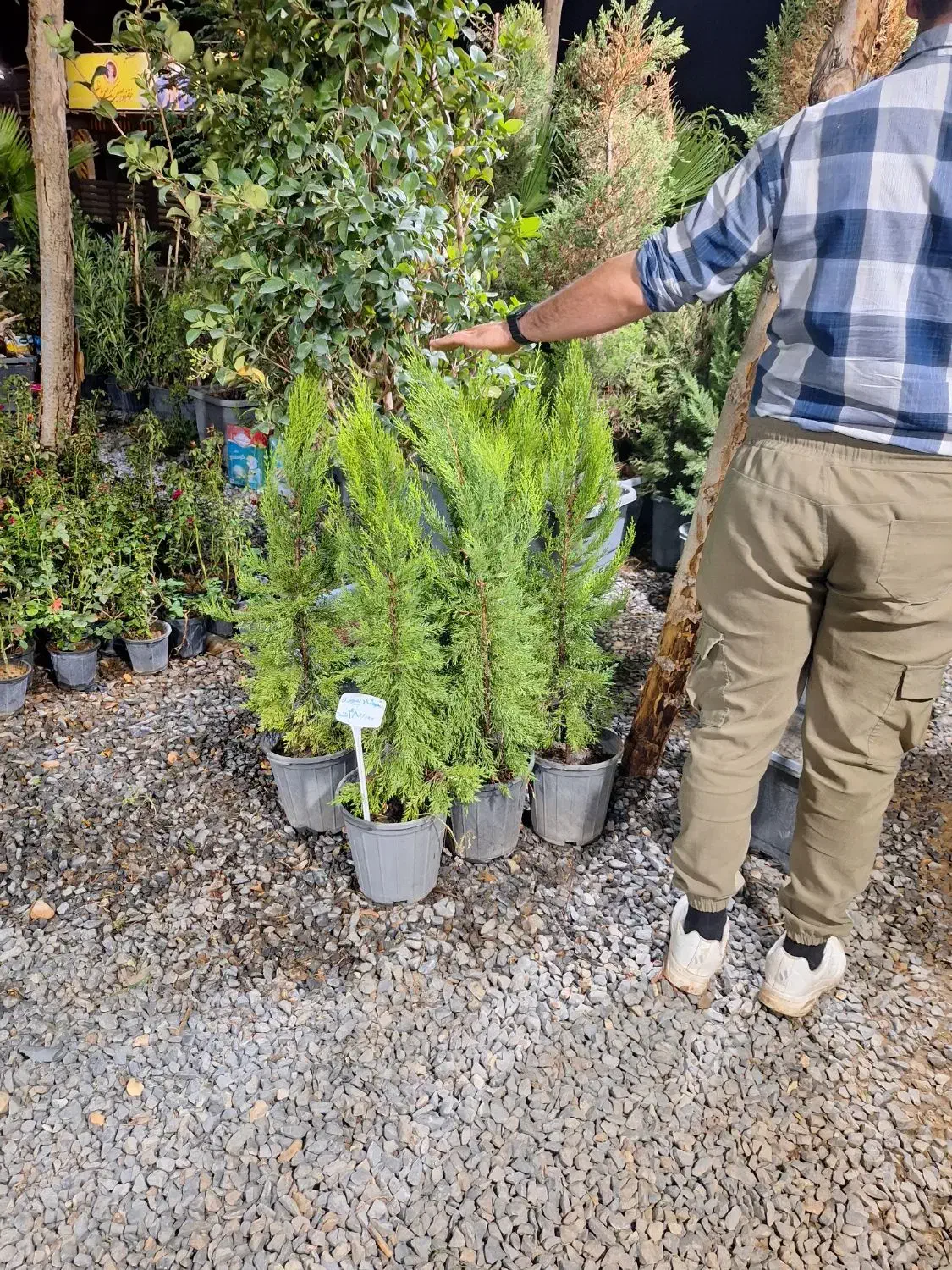 کامیس پالم یاس هلندی و سرو و شمشاد|خدمات باغبانی و درختکاری|فلاورجان, |دیوار