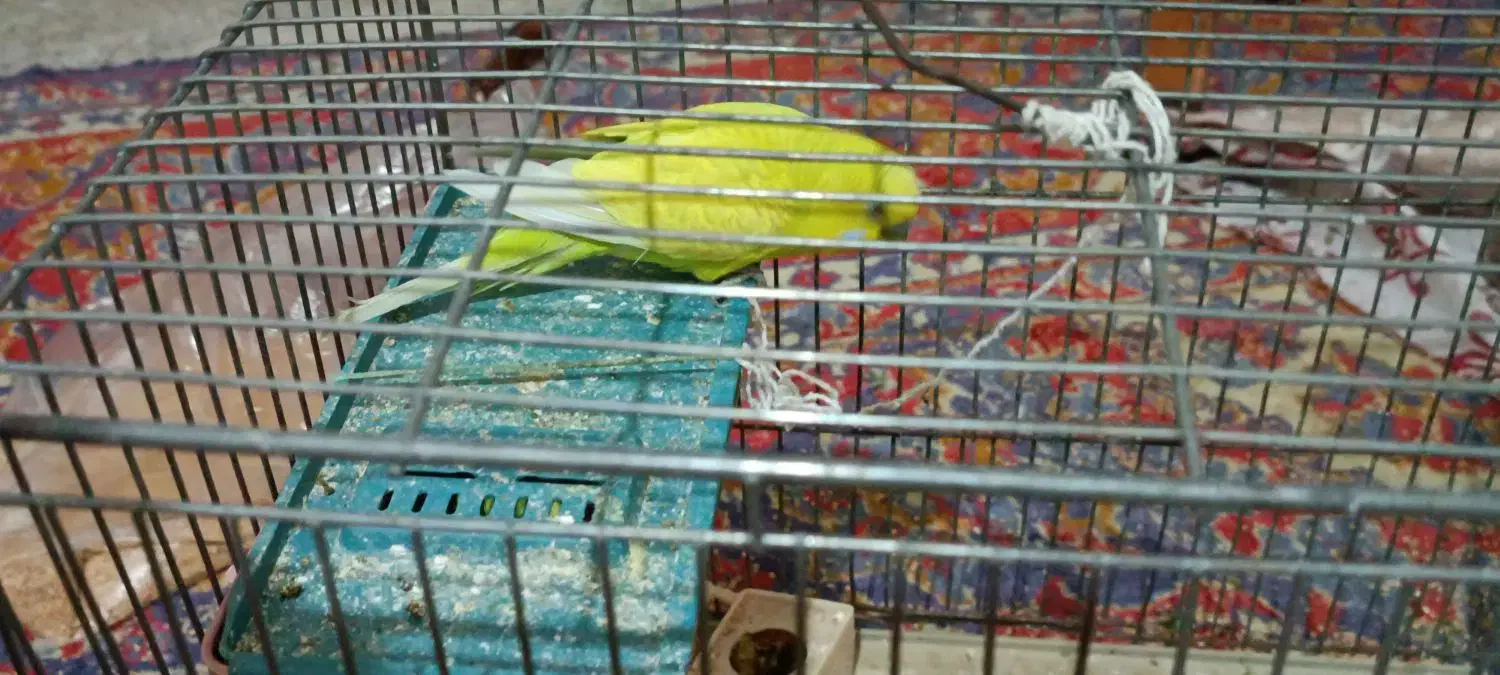 مرغ عشق مولد با سه عدد جوجه|پرنده|خرم‌آباد, |دیوار