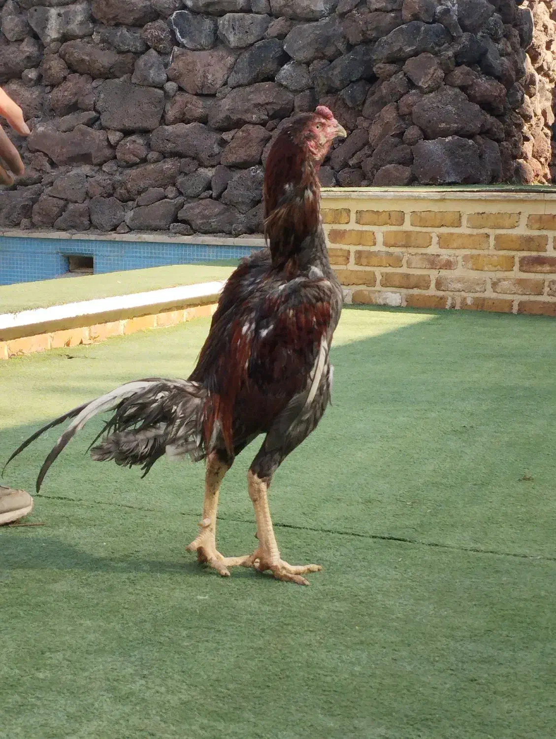 سلام خروس لاری|حیوانات مزرعه|هشتگرد, تهران دشت|دیوار