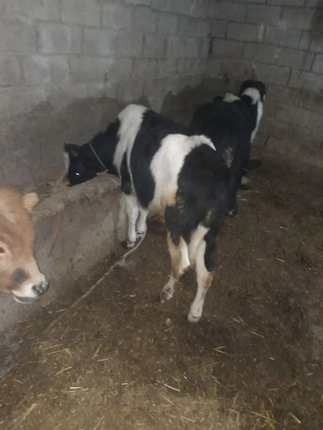 گاو گوساله نر محلی ۵عدد|حیوانات مزرعه|اردبیل, |دیوار